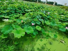 -光明小镇欢乐田园