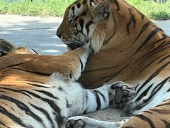 -栾川竹海野生动物园