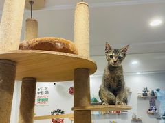 -楼上猫咖(罗湖店)