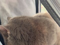 -创凡宠物医院·骨专科  猫科中心(西乡分院)