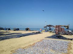 鱼市旁边的沙滩-尼甘布(Negombo)