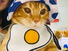 -瑞派动物医院·绝育·犬猫全科·预防医学(光景江南中店)