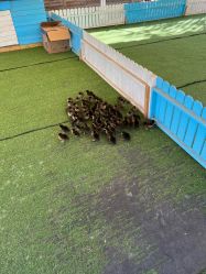 -萌宠亲子动物乐园(槐房万达店)