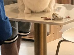 -飞行喵MR PILOT|猫舍·猫咖(静安大融城店)