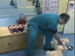 -芭比堂动物医院·CT·微创中心(新顺分院)