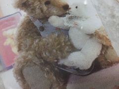 -珍妮曲奇聪明小熊(尖沙咀店)