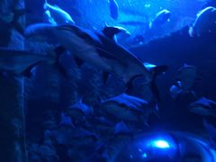 -成都浩海立方海洋公园