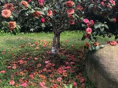-宜兴龙背山森林公园