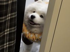 -翊宠yipet猫狗购宠庄园
