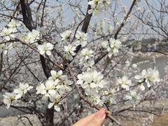 -武清南湖绿博园