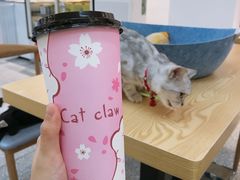 -绒爪撸猫下午茶·猫咖