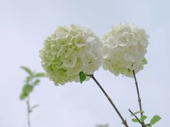 -沙湖公园