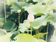 -梁鸿国家湿地公园