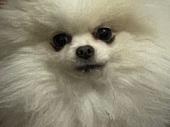 -瑞鹏宠物医院·超声·骨科·奇麟分院(蜀都万达店)