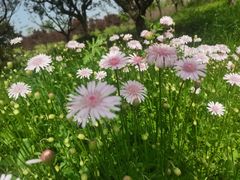 -花开海上生态园