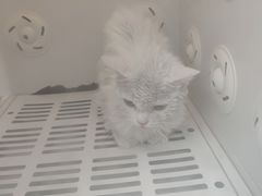 -集宠猫柠宠物生活馆