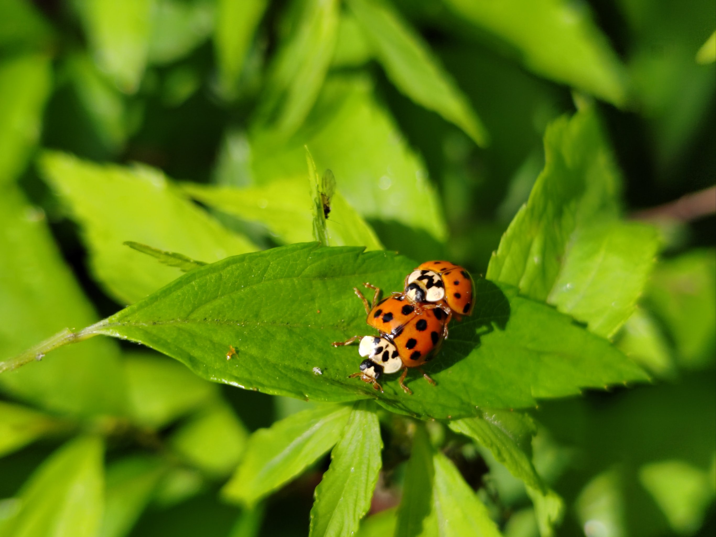 瓢虫🐞的春天