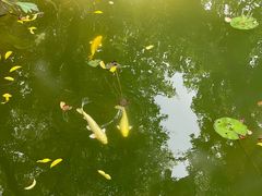 -四海公园(南山区)