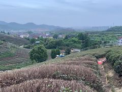 -龙坞茶村