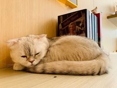 -飞行喵MR PILOT|猫舍·猫咖(静安大融城店)