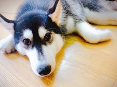 -Husky Go! 哈士奇体验馆·宠物咖啡厅狗咖