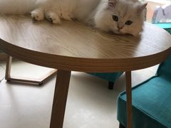 -猫在这儿猫咪咖啡馆·撸猫馆