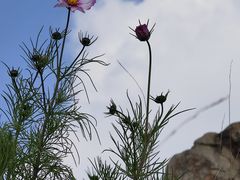 -白草畔自然风景区