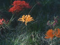 -白塘生态植物园