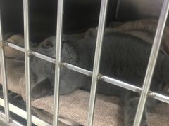 -美美宠物诊疗中心·异宠·骨科(滨江东信分院)