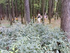 -上海共青森林公园