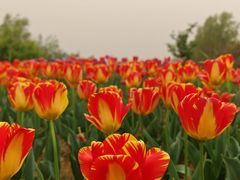 -泗洪洪泽湖湿地景区