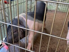 -深圳野生动物园