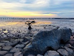 -宝安西湾红树林湿地公园