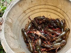 -同銮特种养殖场·龙虾垂钓