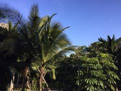 -三亚湾红树林度假世界(木棉酒店)