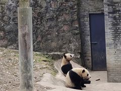 -都江堰中华大熊猫苑