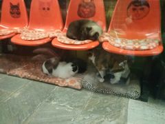 -猫咪博物馆(顶澳仔猫街店)