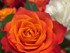 -爱尚幸福鲜花(上地实体店)