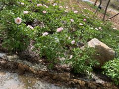 -洛阳市隋唐城遗址植物园