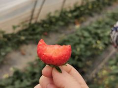 -小鱼草莓采摘园农家乐·小鱼餐厅