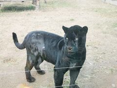 -鄂尔多斯野生动物园