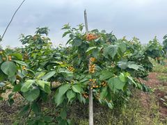 -桃源山庄·水蜜桃采摘·柴火鸡·烧烤团建(龙泉山店)