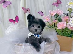 -翊宠yipet猫狗购宠庄园犬舍•猫舍