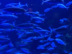 -太平洋海底世界