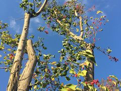 -上海长兴岛郊野公园