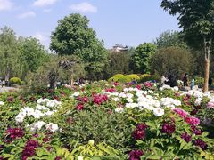 -莲花池公园
