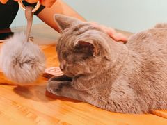 -猫小院猫主题餐厅(三里屯店)