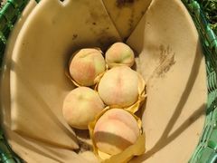 -老袁家蜜桃农场·阳山水蜜桃