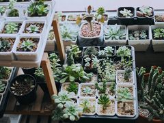 -Africafe(非洲咖啡)