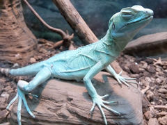 android_upload_pic-上海大自然野生昆虫馆